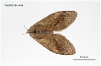 藏品(褐斑毒蛾)的圖片